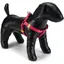Beeztees BZ NYL HARNAIS UNI ROSE 35-60 (Chien, Gnral), Collier + laisse