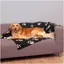 Trixie Couverture polaire Barney (Chien), Panier pour chien + chat