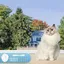 Filet de balcon pour chat - 6 x 3 m - Renforcé - Résistant aux UV et aux intempéries - Avec kit de fixation pour terrasses et