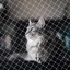 Clôture de balcon pour chat filet antichute clôture en maille nylon trous de 25 cm blanc avec accessoires 5 m x 5 m