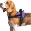 Harnais Chien Harnais Anti Traction pour Chien Réfléchissant Réglable Respirant Facile à Mettre avec Poignée Contrôle Violet M