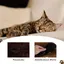 GIANTEX Mur dEscalade pour Chats Pont avec Passerelle Arbre à Chat dActivité en Bois Surface en Flanelle