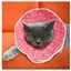 Collerette post-chirurgie confortable imperméable avec attache ajustable pour animaux