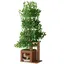 Arbre à chat en forme darbre de 190 cm de haut avec 4 plateformes et des trous pour chats matériau sans dangerfeuilles amovibles