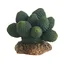Cactus Atacamma