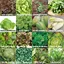 Set de graines de salades PRADEMIR – 16 variétés de salades – Graines 100% naturelles du Portugal – Variétés rares et anciennes