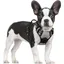 Harnais Chien Anti Traction Gris XS Harnais Chien avec Poignée Facile à Mettre Gilet Réglable Réfléchissant pour Petit Chien