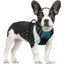 Harnais Chien Anti Traction Vert Foncé XS Harnais Chien avec Poignée Facile à Mettre Gilet Réglable Réfléchissant pour Petit Chien