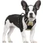 Harnais Chien Anti Traction Beige XS Harnais Chien avec Poignée Facile à Mettre Gilet Réglable Réfléchissant pour Petit Chien