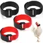 Lot de 4 colliers de coq anti-accrochage collier pour chien empêche les poules les chats les chiens les cris et les voisins