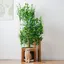 Arbre à Chat Arbre 158 cm – Vert – 3 Plateformes – Feuillage Amovible – Trous pour Chat – Anti-basculement – MDF hydrofuge