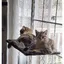 Hamac Chat fenetre，pour Grands Chats jusquà 20 kg，Bain de Soleil，Lit pour Animaux de Compagnie，pour Grandes fenêtre