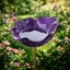 Bain dOiseaux Extérieur Violet Vasque Jardin sur Pied Abreuvoir Oiseaux Mangeoire Décorative pour Terrasse Jardin