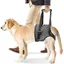 Harnais Levage Chien Réglable Soutien Pattes Arrière Taille L Aide Mobilité Blessé