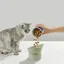 Gamelle sur pied pour chat et chien pour nourriture et eau simple 280 ml