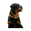1pc Collier en pour Chien en Or avec Boucle de Conception scurise rsistant la Mastication ODIPIE