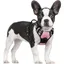 Harnais Chien Anti Traction Rose XS Harnais Chien avec Poignée Facile à Mettre Gilet Réglable Réfléchissant pour Petit Chien