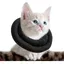 Collerette pour Chat réglable Collier De Récupération Doux pour Chat Collier De Protection pour Animaux Après Chirurgie (S Noir)