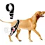 Genouillère réglable pour chien pour jambe arrière dysplasie de hanche patte arrière ou jambe avan PROTECTION DES PATTES -GUETRES