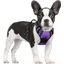 Harnais Chien Anti Traction Violet XS Harnais Chien avec Poignée Facile à Mettre Gilet Réglable Réfléchissant pour Petit Chien