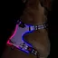 Harnais lumineux pour chien - OKZ® - LED intégrées - Modes clignotement rapide/lent/lumière fixe - Rechargeable USB