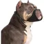 Muselière pour Chiens pour Pitbull Rottweilers American Bully Bulldog Boxers de Taille Moyenne et Grande à museau Court X MUSELIERE