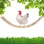 Jouets à bascule pour poules, perchoir en bois naturel pour perroquets, accessoires pour poulaillers autoportants, jouets de