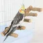 Échelle en Bois Naturel et Pont dEscalade pour Cage à Oiseaux (Perroquets Perruches Conures) .