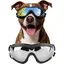 Lunettes de Protection Coupe-Vent pour Chiens de Taille Moyenne et Grande Taille Transparent