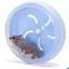 Roue dexercice silencieuse 175 cm pour hamster – Sécurisée & Facile à installer