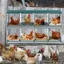 Poulailler - KIMFEAD  Pondoir à poules 8 compartiments Fixation murale - Acier galvanisé anti-corrosion pour poules pondeuses Vert