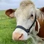 Licol américain en cuir noir pour vache laitière KAMER