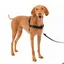 Harnais Easy Walk avec Boucle Anti-Traction et Laisse de 18 m Promenade Confortable pour Vous et Lui Noir Taille M