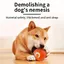 Balle automatique pour promenade de chien, jouet interactif en silicone, rechargeable USB, adapté aux chiens moyens - Orange