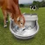 Abreuvoir Chevaux Inox + Vanne Flotteur Laiton 1/2 trous vidange vaches/porcs/chèvres/moutons/chiens .