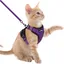 rabbitgoo Harnais Chat Anti-évasion avec Laisse Violet XXS Harnais Chaton Petit Chien Réglable Collier Harnais et Laisses