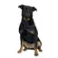 Muselière pour chien en nylon museau plat Duvoplus
