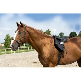 Comparer les prix de Licol pour cheval pour poney cuir grooming ERIC THOMAS “Pro”