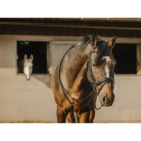 Meilleurs prix pour Bridon équitation anatomique Eric Thomas Bat