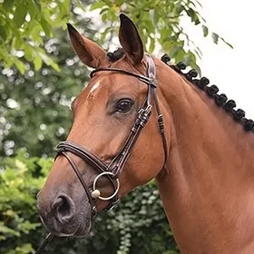 Meilleurs prix pour Bridon équitation muserolle combinée anatomique Jump'In Monday