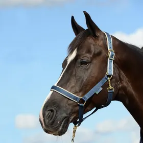 Meilleurs prix pour Bucas Halfter Dublin - Marine/Argent - Taille Kaltblut