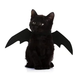 Meilleurs prix pour Ailes de chauve-souris pour chien et chat, accessoire de déguisement d'Halloween, déguisement, ailes, accessoires photo, couvre-chef noir