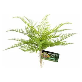 Comparer les prix de Zoo Med Lace Fern BU-62E, Aménagement pour terrarium