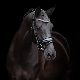 Meilleurs prix pour Bridon d'équitation HV Polo Diana