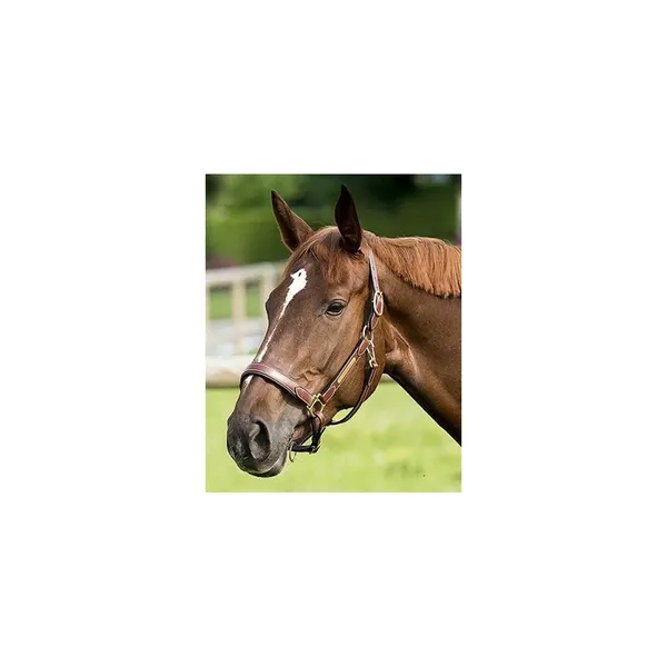 Licol pour cheval cuir grooming ERIC THOMAS “Pro” – photo 2