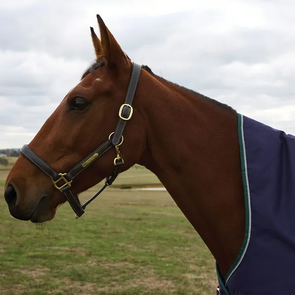 WeatherBeeta ComFiTec Plus Dynamic Turnout High Neck 100g - Taille 135 - Bleu – photo 4