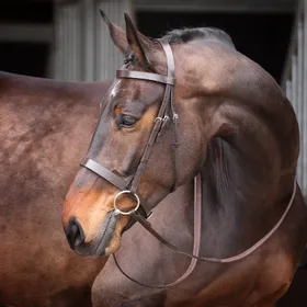 Meilleurs prix pour Bridon équitation Velociti Gara