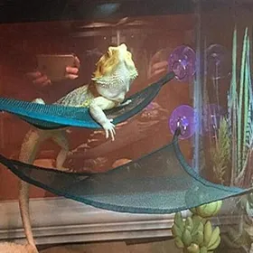 Meilleurs prix pour Ensemble daccessoires pour hamac et échelle de repos pour reptiles .