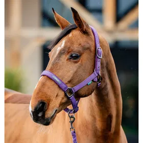Meilleurs prix pour Ensemble licol et longe pour cheval Horseware Amigo