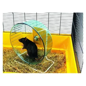 Comparer les prix de Roue Rolly Giant + pied pour rat